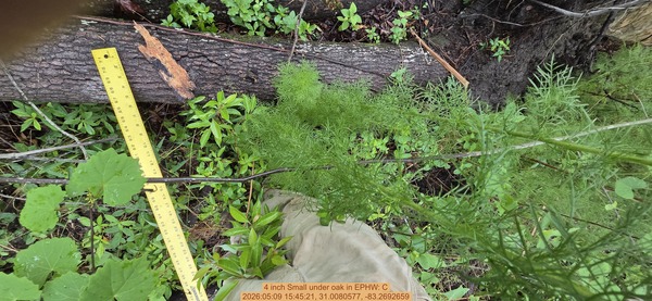 4 inch Small under oak, 2026:05:09 15:45:21, 31.0080577, -83.2692659
