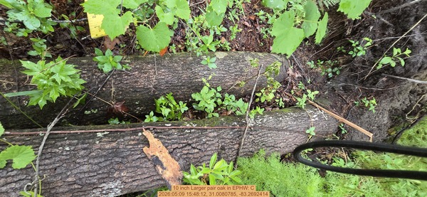 10 inch Larger pair oak, 2026:05:09 15:48:12, 31.0080785, -83.2692414