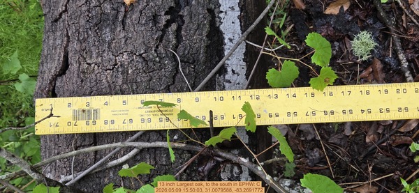13 inch Largest oak, to the south, 2026:05:09 15:50:03, 31.0079588, -83.2691772