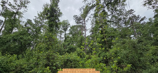 [12 inch Dead pine on north, 2026:05:09 15:58:46, 31.0080223, -83.2692109]