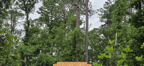 12 inch Dead pine on north, 2026:05:09 16:00:07, 31.0080121, -83.2692197