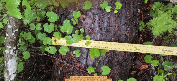23 inch North downed pine, 2026:05:09 16:08:32, 31.0079671, -83.2695774