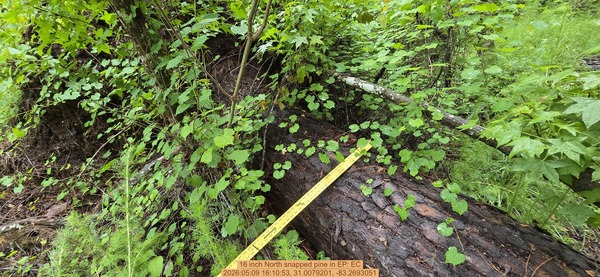 16 inch North snapped pine, 2026:05:09 16:10:53, 31.0079201, -83.2693051