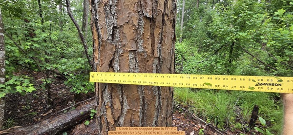 16 inch North snapped pine, 2026:05:09 16:13:52, 31.0079102, -83.2694211