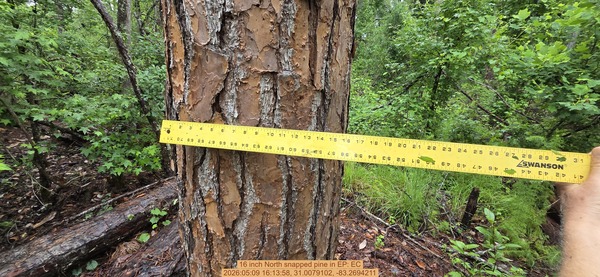 16 inch North snapped pine, 2026:05:09 16:13:58, 31.0079102, -83.2694211