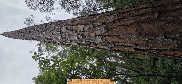 16 inch North snapped pine, 2026:05:09 16:14:15, 31.0079053, -83.2694095