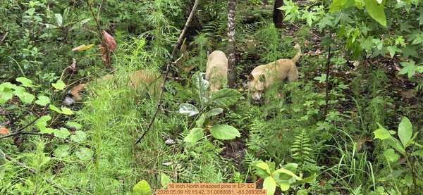16 inch North snapped pine, 2026:05:09 16:15:42, 31.0080081, -83.2693854