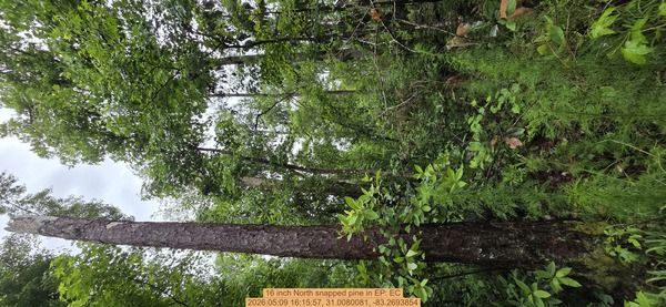 16 inch North snapped pine, 2026:05:09 16:15:57, 31.0080081, -83.2693854