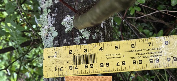 5 inch Chinaberry n of path, 2026:05:09 17:05:13, 31.0074433, -83.2688555