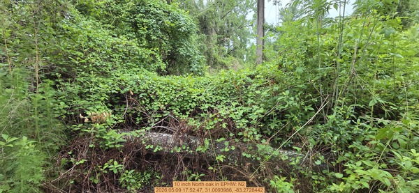 [10 inch North oak, 2026:05:09 17:52:47, 31.0093986, -83.2728442]