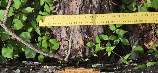 [25 inch South oak, 2026:05:10 11:33:59, 31.0061335, -83.2743501]
