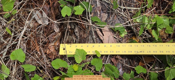 14 inch NE Pine, 2026:05:10 11:37:52, 31.0062432, -83.2742785