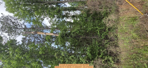 [13 inch Snapped pine, 2026:05:10 11:58:06, 31.0062057, -83.2746942]