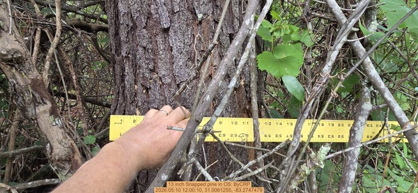 13 inch Snapped pine, 2026:05:10 12:00:10, 31.0061255, -83.2747479