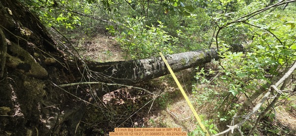 13 inch Big East downed oak, 2026:05:10 12:19:27, 31.0069573, -83.2742129