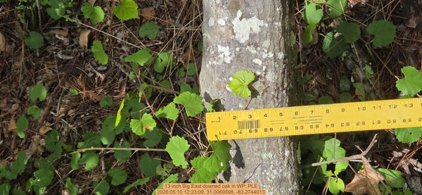 13 inch Big East downed oak, 2026:05:10 12:23:09, 31.0069598, -83.2744013