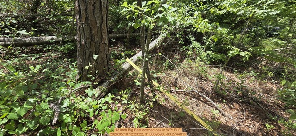 13 inch Big East downed oak, 2026:05:10 12:23:22, 31.0069598, -83.2744013