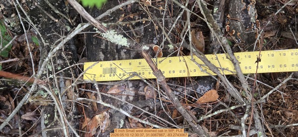 6 inch Small west downed oak, 2026:05:10 12:30:37, 31.0067867, -83.2743067
