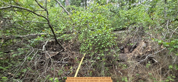 10 inch Downed oak south under, 2026:05:10 12:31:03, 31.0067867, -83.2743067
