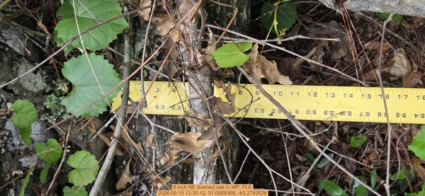 8 inch NE downed oak, 2026:05:10 12:35:12, 31.0069368, -83.2743526