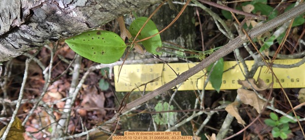 6 inch W downed oak, 2026:05:10 12:41:39, 31.0068549, -83.2742719