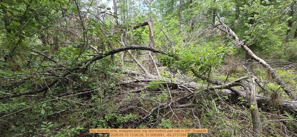 [Big downed pine, snapped pine, top and bottom pair oak, 2026:05:10 13:00:28, 31.0063891, -83.2737288]