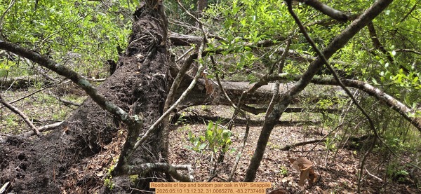 Rootballs of top and bottom pair oak, 2026:05:10 13:12:32, 31.0065278, -83.2737469