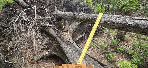 Top pair oak, 2026:05:10 13:15:17, 31.0064764, -83.2738139