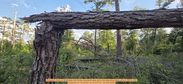 [Snapped pine on firebreak with three downed trees and one standing dead pine, 2026:05:10 19:03:53, 31.0131172, -83.2679245]