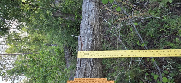 8 inch Snapped oak, 2026:05:10 19:09:23, 31.0130516, -83.2677976