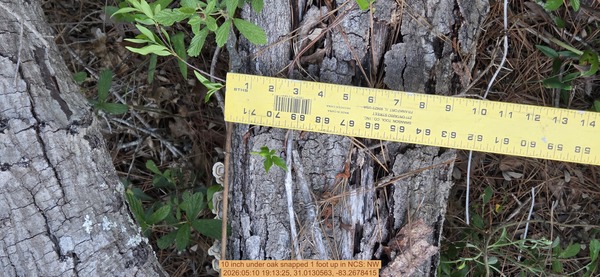 10 inch under oak snapped 1 foot up, 2026:05:10 19:13:25, 31.0130563, -83.2678415