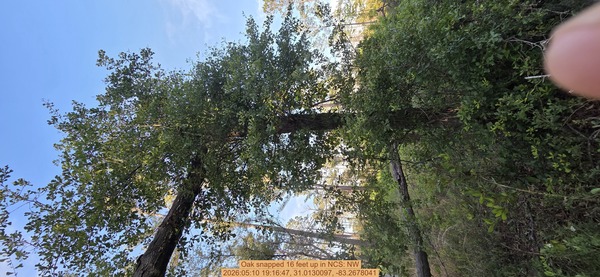 Oak snapped 16 feet up, 2026:05:10 19:16:47, 31.0130097, -83.2678041