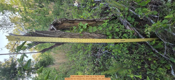 Oak snapped 5 feet up, 2026:05:10 19:22:15, 31.0129623, -83.2678560