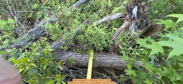 Oak snapped 3.5 feet up, 2026:05:10 19:27:01, 31.0129544, -83.2677212