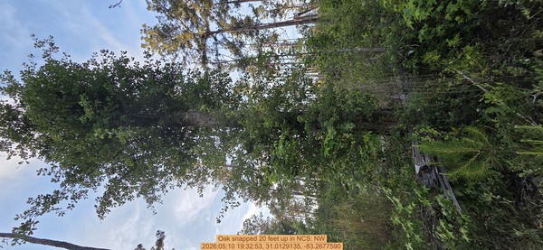 Oak snapped 20 feet up, 2026:05:10 19:32:53, 31.0129135, -83.2677590