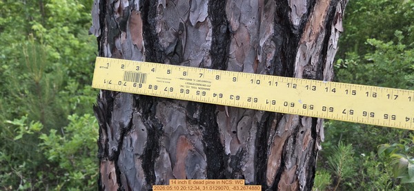 14 inch E dead pine, 2026:05:10 20:12:34, 31.0129070, -83.2674880