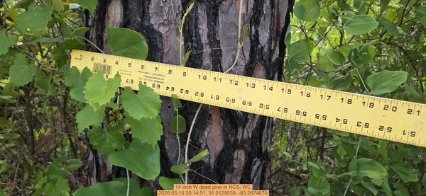 14 inch W dead pine, 2026:05:10 20:14:51, 31.0129038, -83.2674670