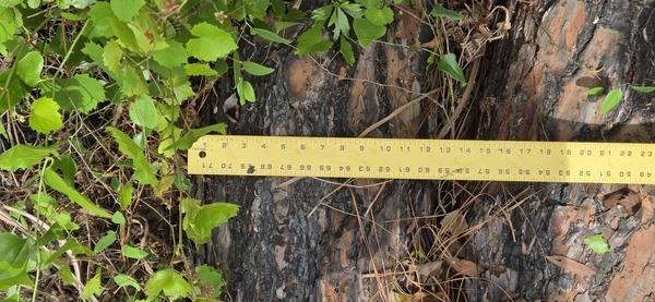 13 inch uprooted lower pine, 2026:05:11 15:22:50, 31.0126802, -83.2662070