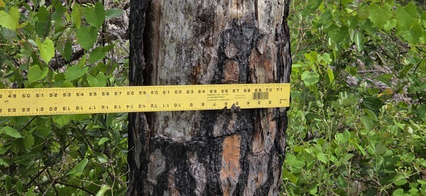 14 inch pine broke 6 feet up, 2026:05:11 15:27:18, 31.0126974, -83.2663800