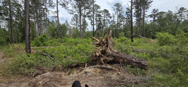 [Pine uprooted near firebreak east, 2026:05:11 15:33:38, 31.0130368, -83.2656418]