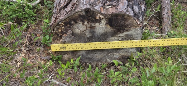 20 inch pine uprooted near firebreak east, 2026:05:11 15:34:28, 31.0130079, -83.2656234