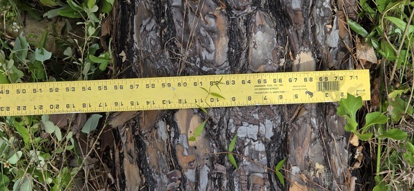 17 inch uprooted pine, 2026:05:11 15:35:20, 31.0129883, -83.2656165