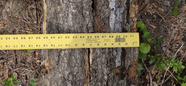 14 inch broken oak, 2026:05:11 15:36:18, 31.0130127, -83.2654938