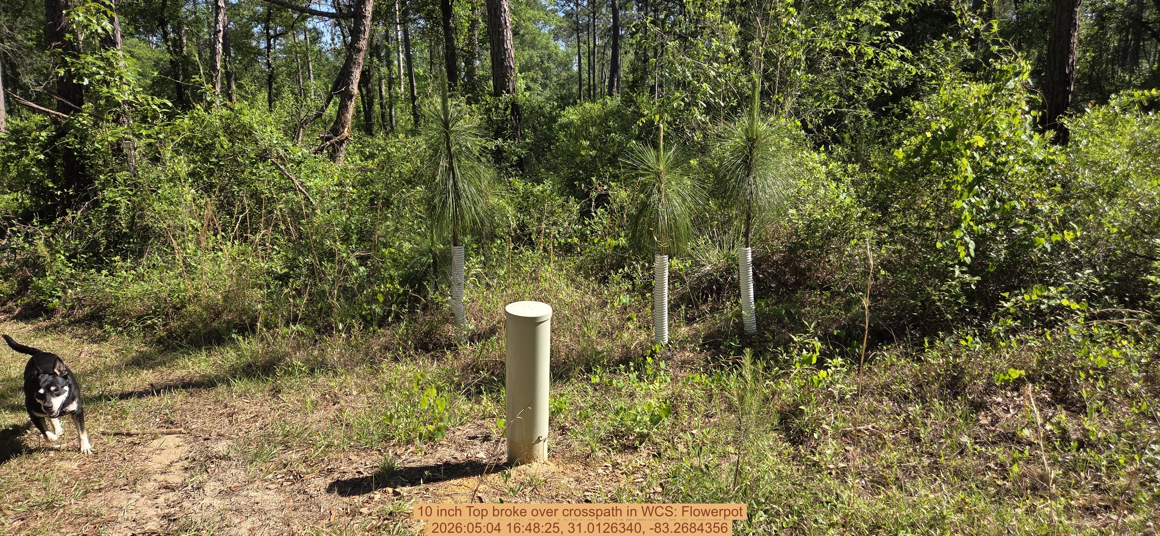 10 inch Top broke over crosspath, 2026:05:04 16:48:25, 31.0126340, -83.2684356