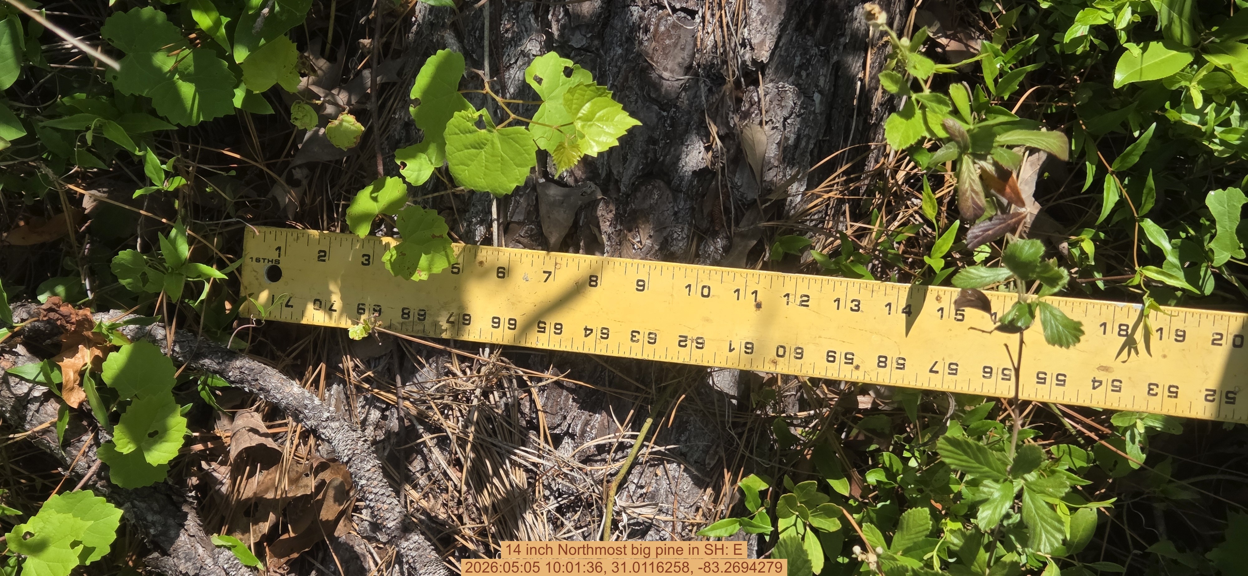 14 inch Northmost big pine, 2026:05:05 10:01:36, 31.0116258, -83.2694279