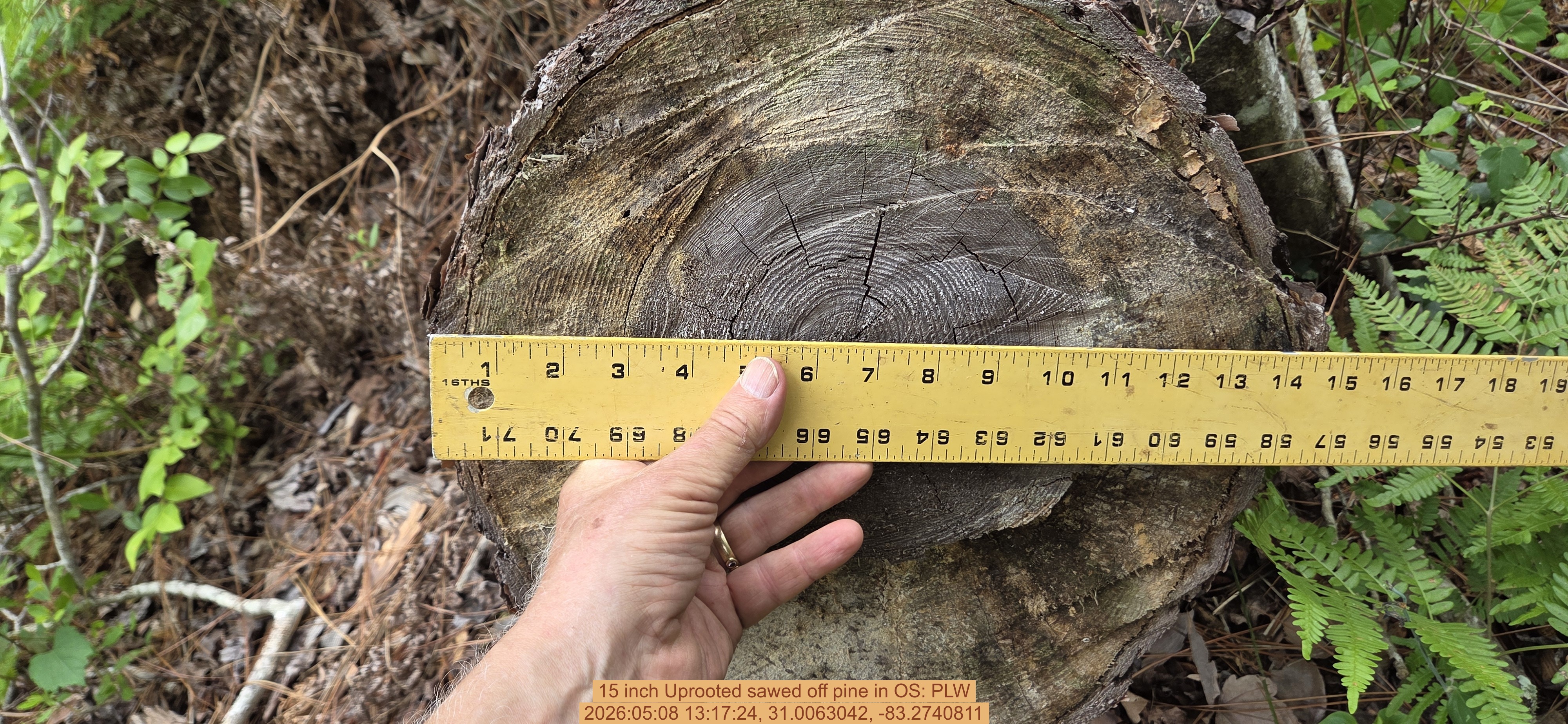 15 inch Uprooted sawed off pine, 2026:05:08 13:17:24, 31.0063042, -83.2740811
