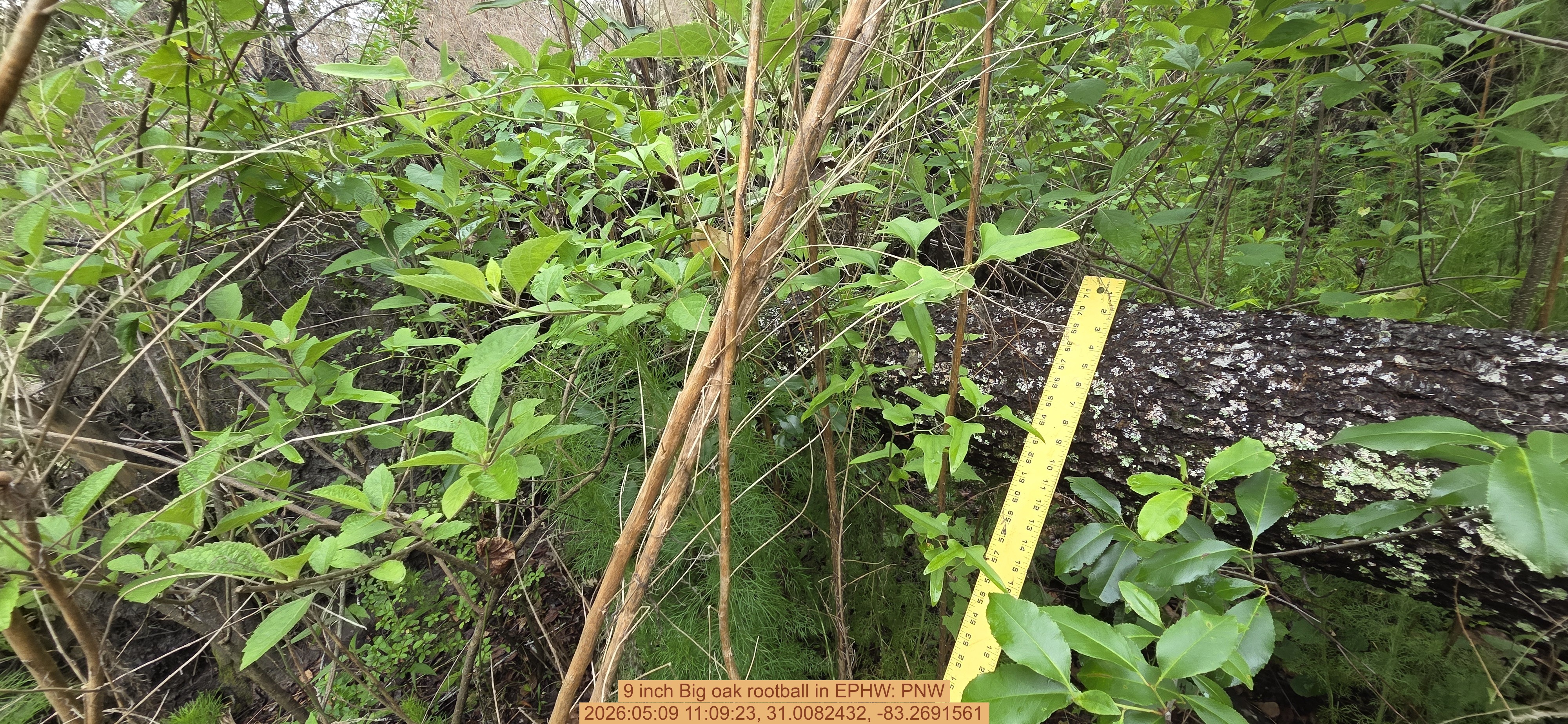 9 inch Big oak rootball, 2026:05:09 11:09:23, 31.0082432, -83.2691561
