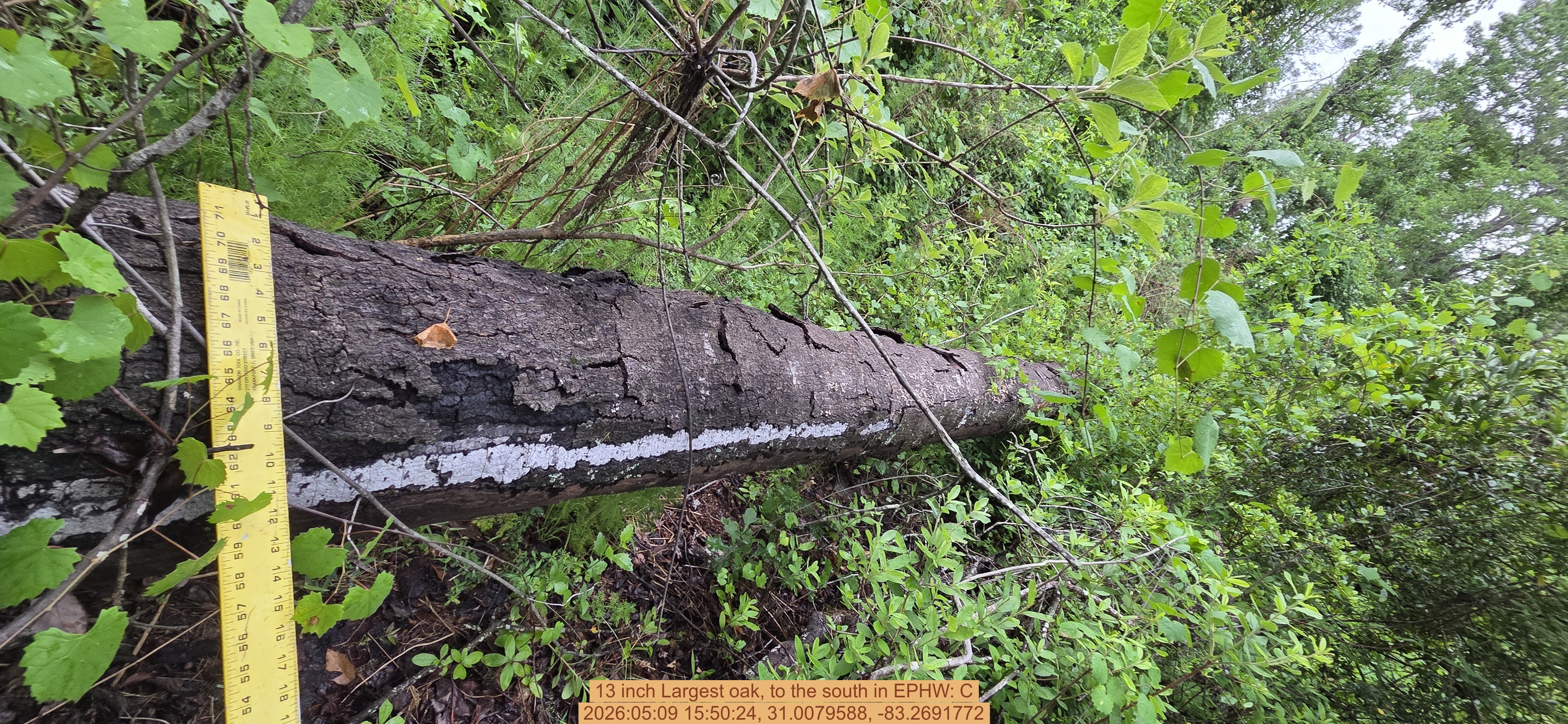 13 inch Largest oak, to the south, 2026:05:09 15:50:24, 31.0079588, -83.2691772