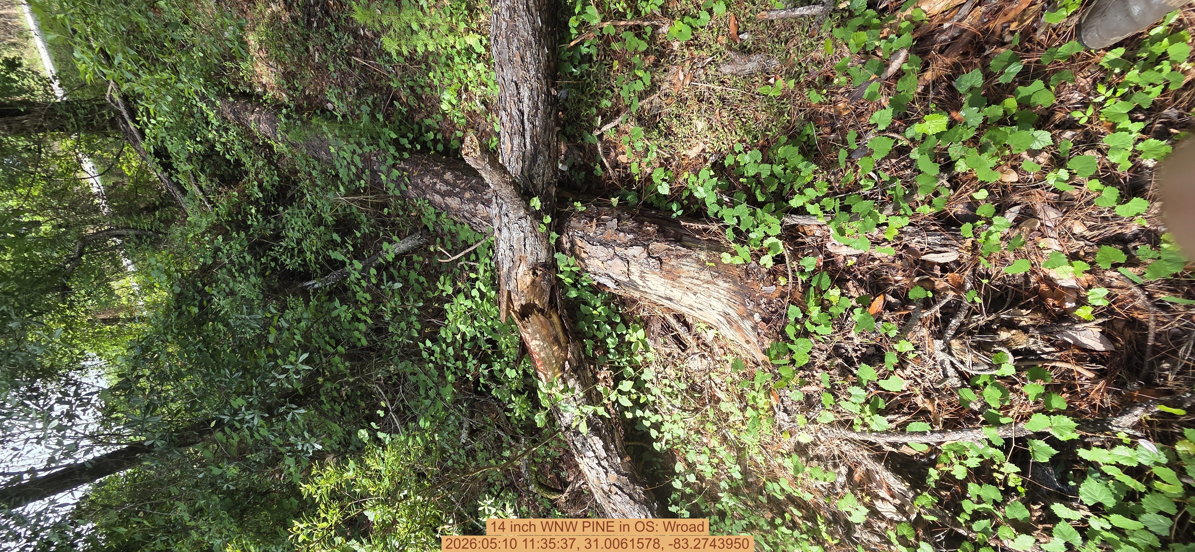 14 inch WNW PINE, 2026:05:10 11:35:37, 31.0061578, -83.2743950