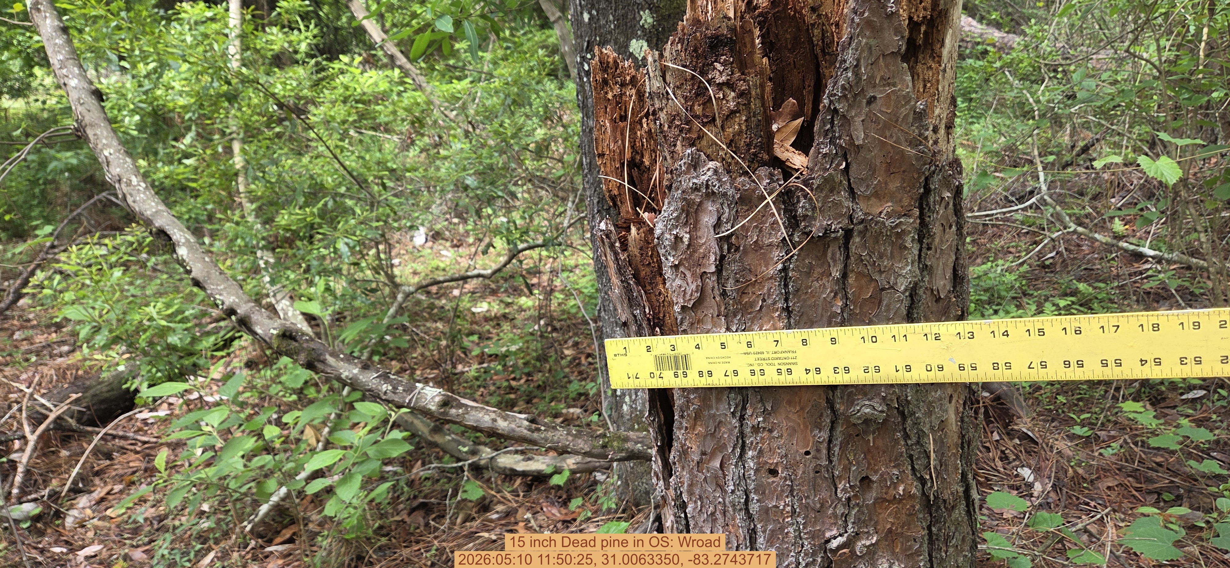 15 inch Dead pine, 2026:05:10 11:50:25, 31.0063350, -83.2743717